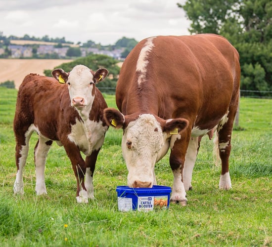 Making the most out of forage with Crystalyx Cattle Booster