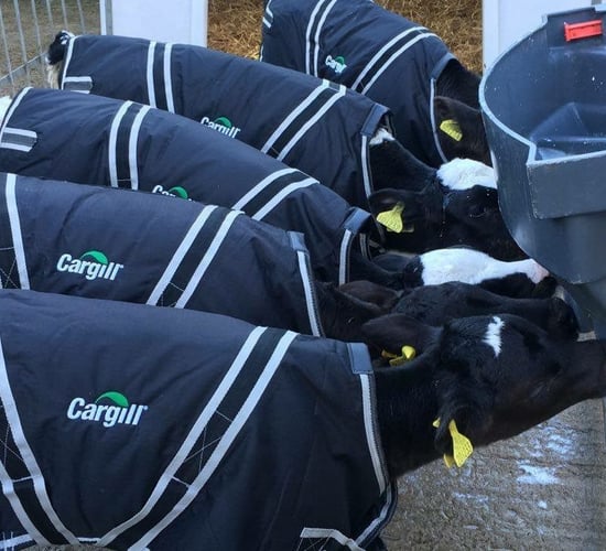 Caring for your calves: Are you ready for a cold snap?