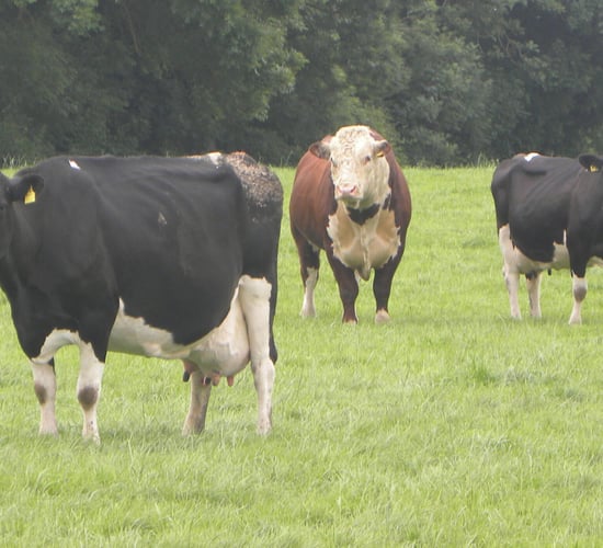 DNA: 'What a success story agriculture has been'