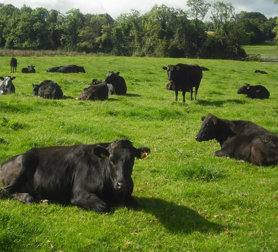 Beef focus: Wagyu leads the way on a Co. Kildare beef enterprise
