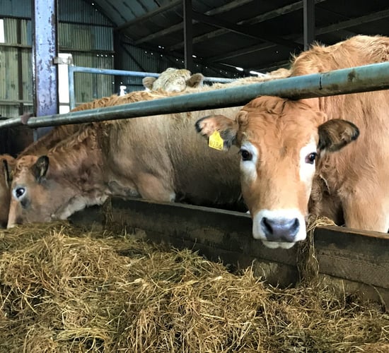 Beef focus: Finishing ability and easy calving top of the list in Co. Wexford