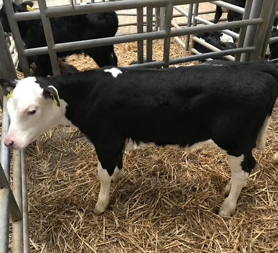 Calf trade: Prices for Hereford and Angus crosses holding firm