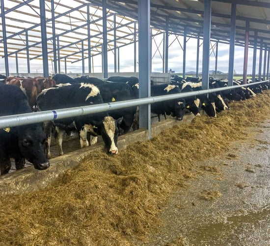 Dairy focus: Expecting 120 cows to calve in 21 days in Co. Laois