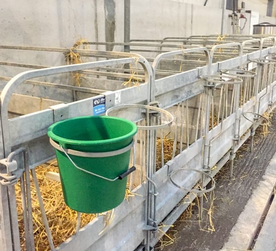 Is your calf shed fit for purpose?