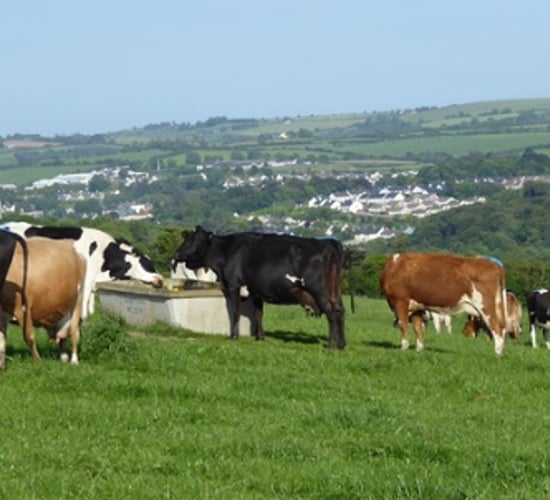 Entering the labour 'red zone' on a Co. Cork beef-to-dairy conversion