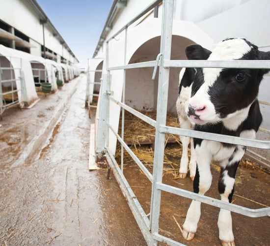 Controlling coccidiosis and cryptosporidiosis during the calving period