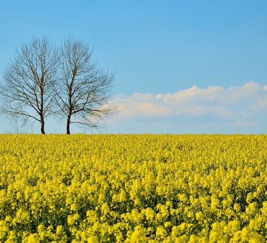 Catch crops: Breaking the cereal cycle