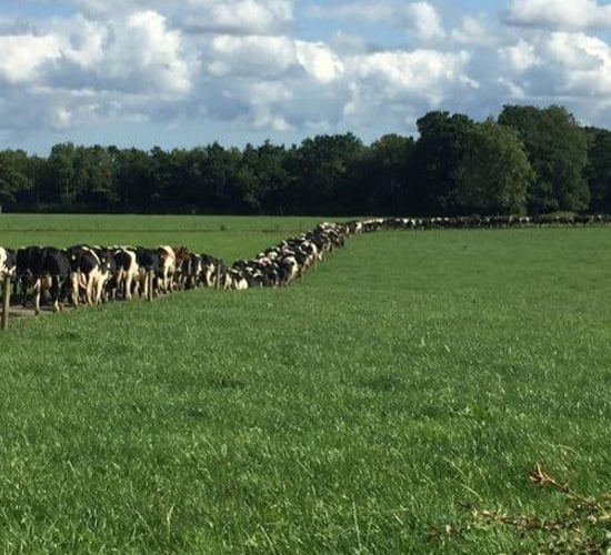 Growing a 400-cow unit with work/life balance in mind