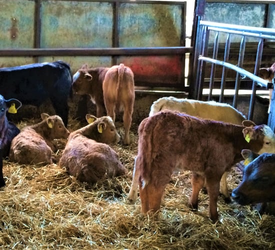 Calf disease: Be on the watch out for coccidiosis