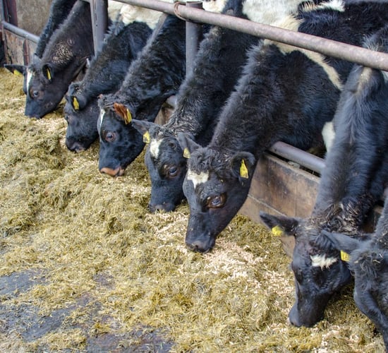 Importance of checking that maiden heifers are on target