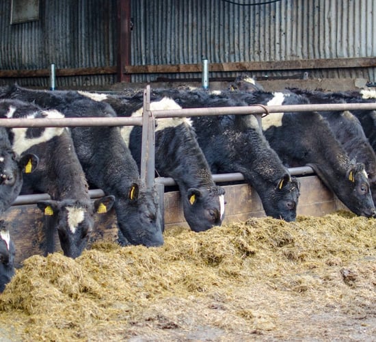 Feeding weanling dairy heifers during the winter months