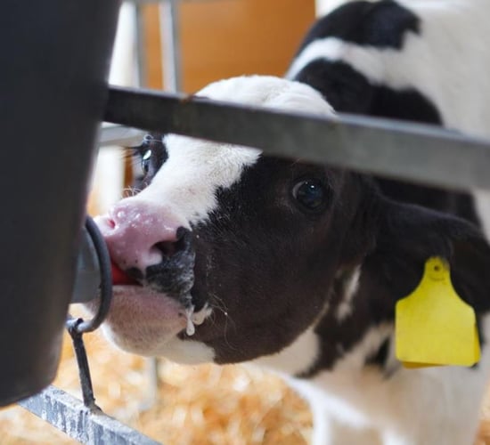 First case of bovine Schmallenberg confirmed in Northern Ireland