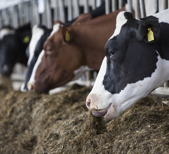 Is good-quality silage on the menu for your dairy cows?