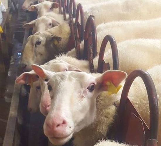 Helping replacement ewe lambs hit target weights on a sheep dairy farm