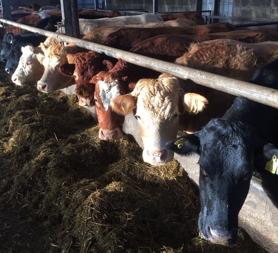 How important is the nutrition of suckler cows in late pregnancy?