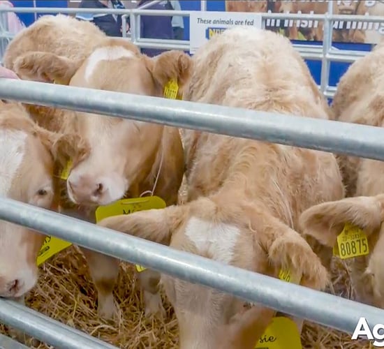 Clare quad calf owners take tag petition to Brussels