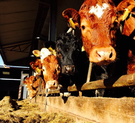'It is important that we learn some of the lessons from this spring'