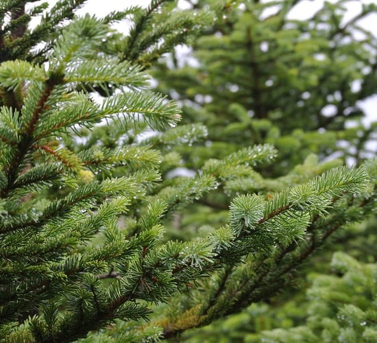 'Stop spreading misinformation about Sitka spruce' - FII