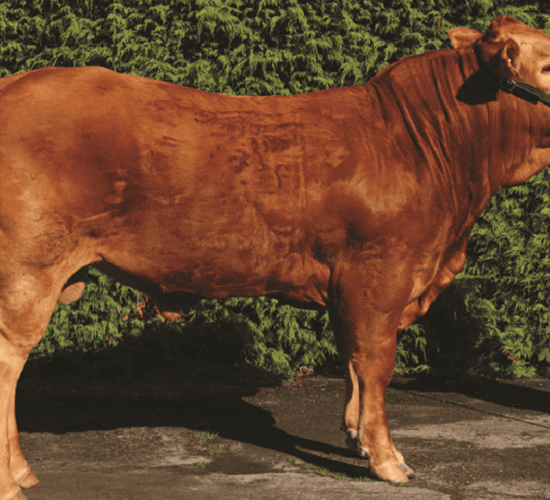 16 Gene Ireland beef bulls announced for 2018