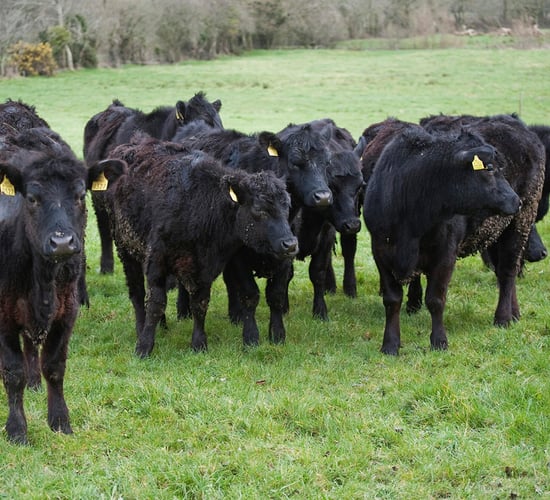 Export market opens for 500 Angus bulls