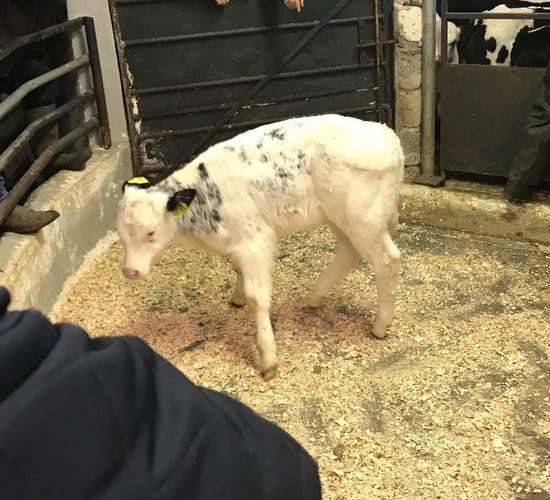 Belgian Blue calves trade for €335-395/head at Ballyjamesduff Mart