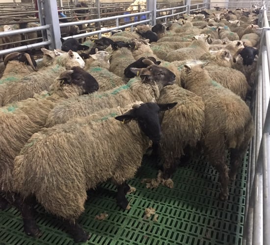 Clean Livestock Policy back in the limelight