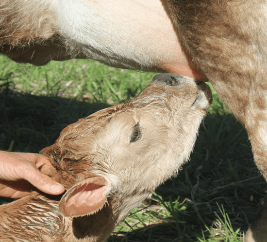 Back to basics: Preventing and treating calf scour