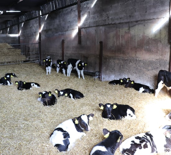 Calf births surpass the half a million mark