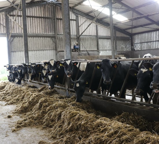 Methane inhibitors for grazing herds still two years away - DSM