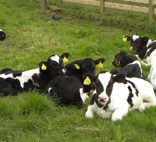 Dairy advice: Are your replacement heifers on target?