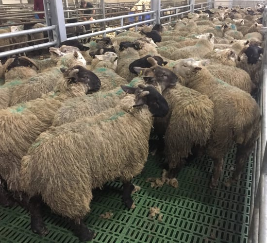 'The daggers isn't the answer for dirty sheep'