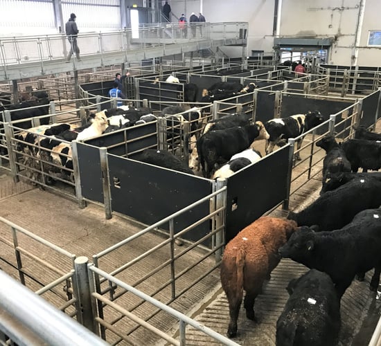 Cattle marts: Feedlot agents and farmers compete for cattle ringside