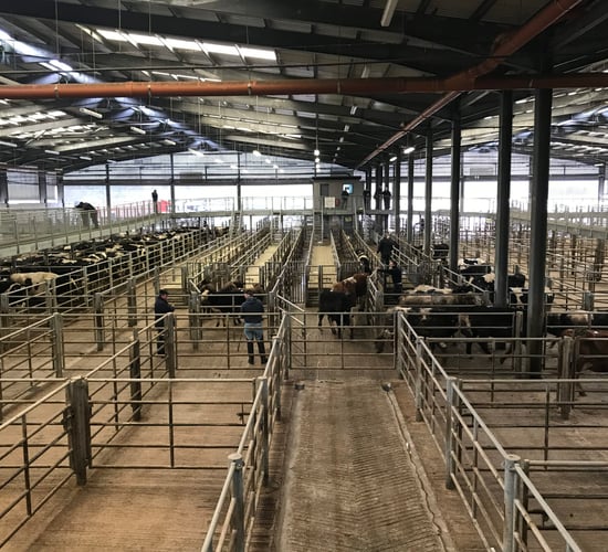 'No plans in place to restrict direct access to animals at livestock marts'