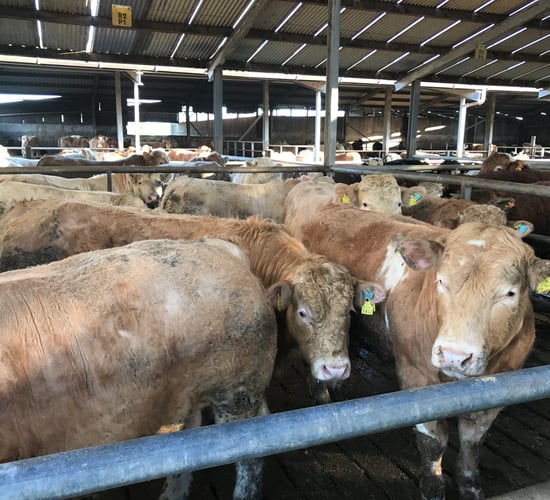 Finishing young bulls: Are you set up for the job?