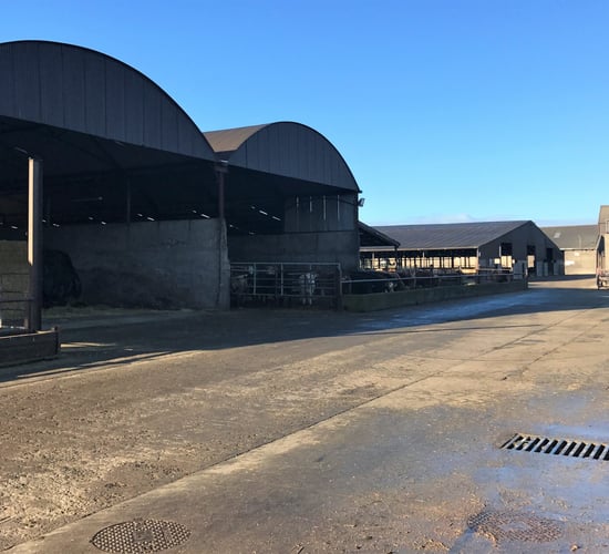 Beef focus: Finishing 3,500 head of cattle on one of Ireland's largest feedlots