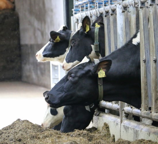 Meeting KPIs: How it's done at the 'Future Herd'