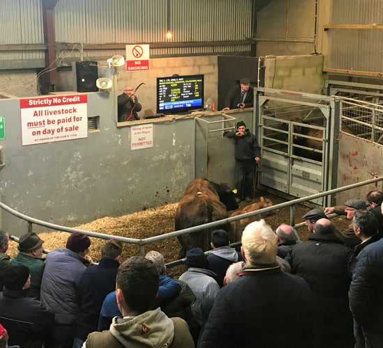 Ballyjamesduff Mart: Top price of €2,600 achieved by cow and calf pairing