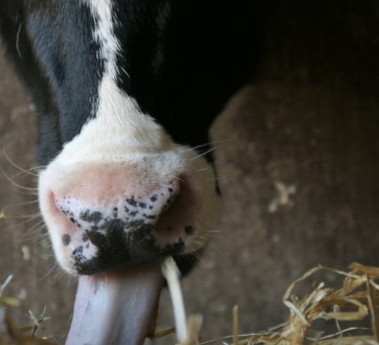 Fodder crisis: 'Many farmers at the mercy of the spring weather'