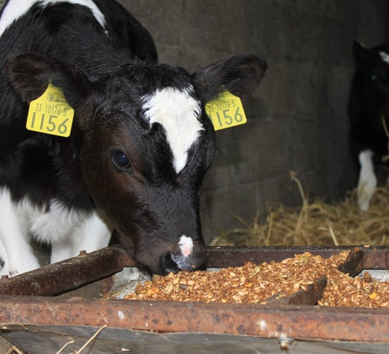 The perfect milk replacer / concentrate combi from Liffey Mills