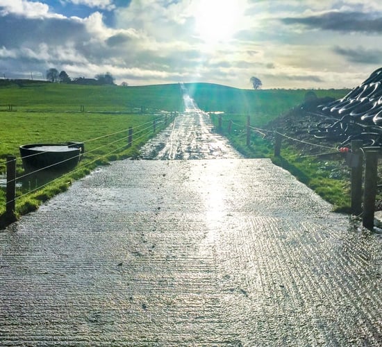 Dairy focus: Driving 'black and white' production from grass in Co. Westmeath