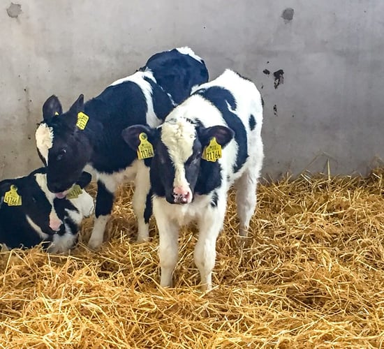 Plugging an important gap in calf nutrition with Transformula