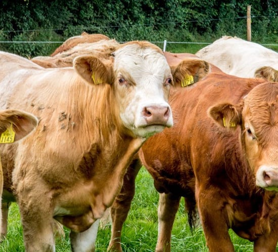 2,000 bulls to leave Irish shores for Turkey next week