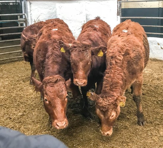 Pics and prices: Store heifers and bullocks in demand at Tullow Mart