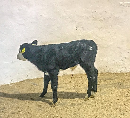 Calf trade: Solid demand for beef calves seems to continue