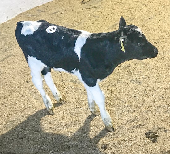 Demand remains high for autumn-born calves at Bandon Mart