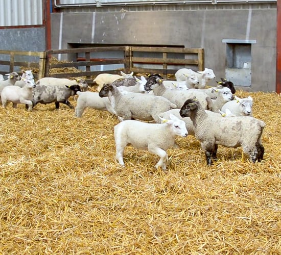 How to rear surplus lambs effectively