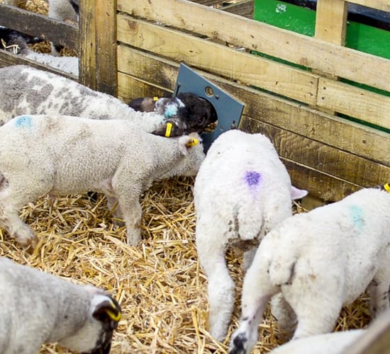 Are you missing out on a stress-free profit opportunity with triplet lambs?