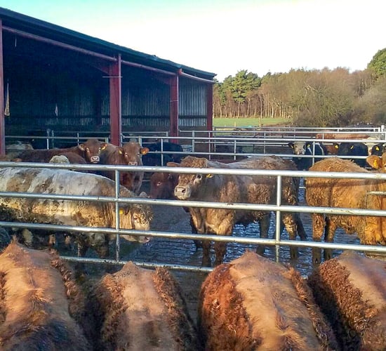 Beef focus: Expanding a suckler-to-beef enterprise on rented land in Co. Kildare