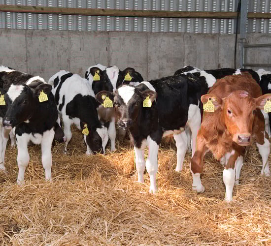 Veal market conundrum: 'We have a lot of calves that nobody wants'