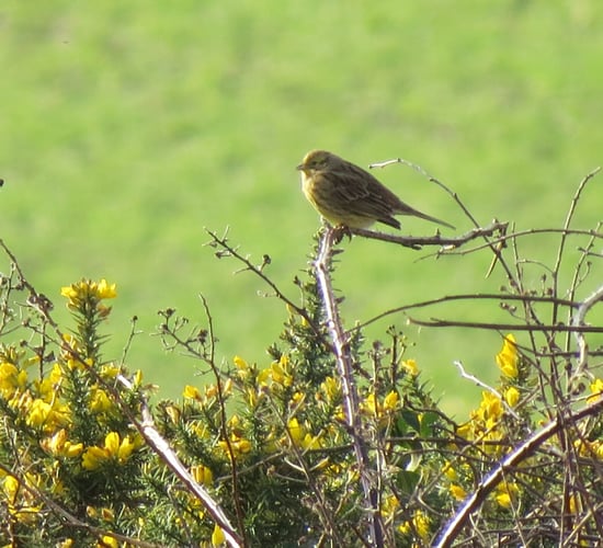 Volunteers sought by RSPB NI for farmland surveys